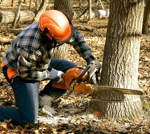 Tree Removal in Cruger, MS
